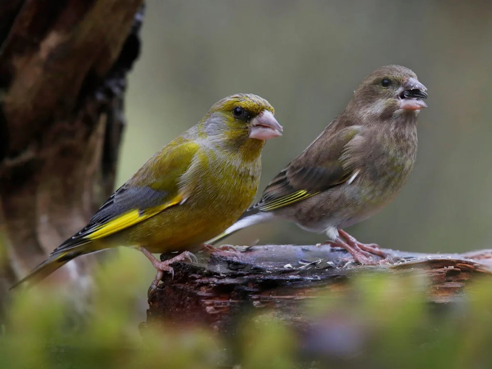 Finke, Grønirisk/Greenfinch