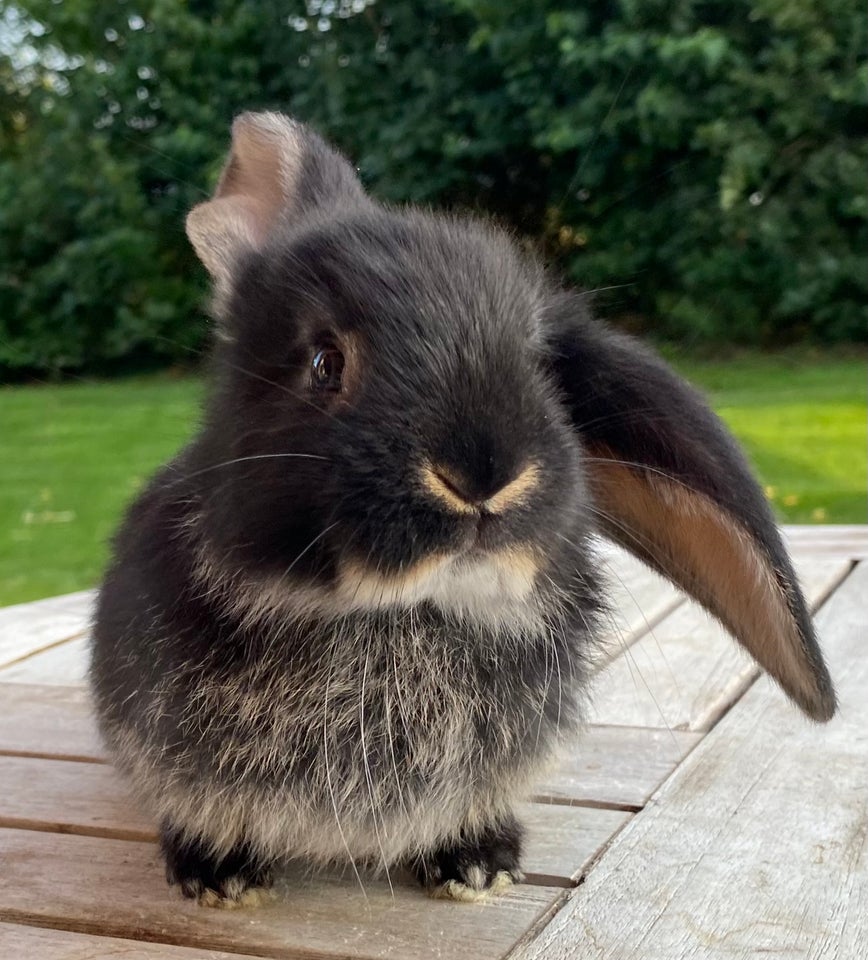 Kanin, FRANSK VÆDDER HUN SORT