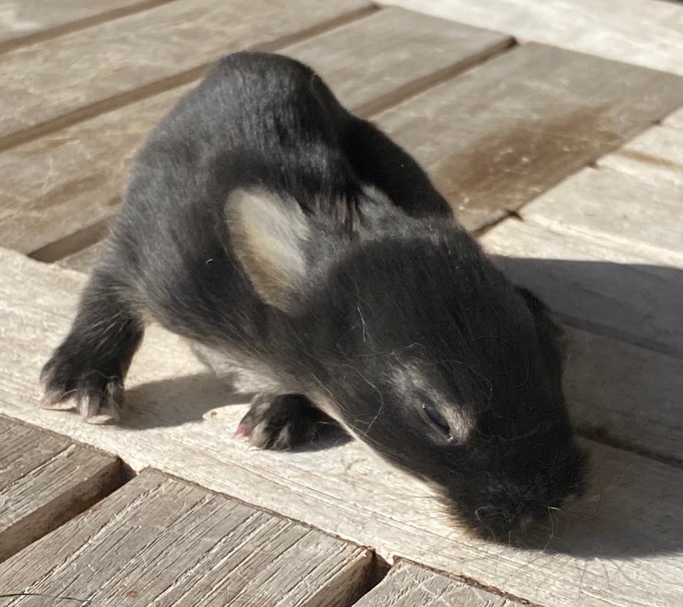 Kanin, FRANSK VÆDDER HUN SORT