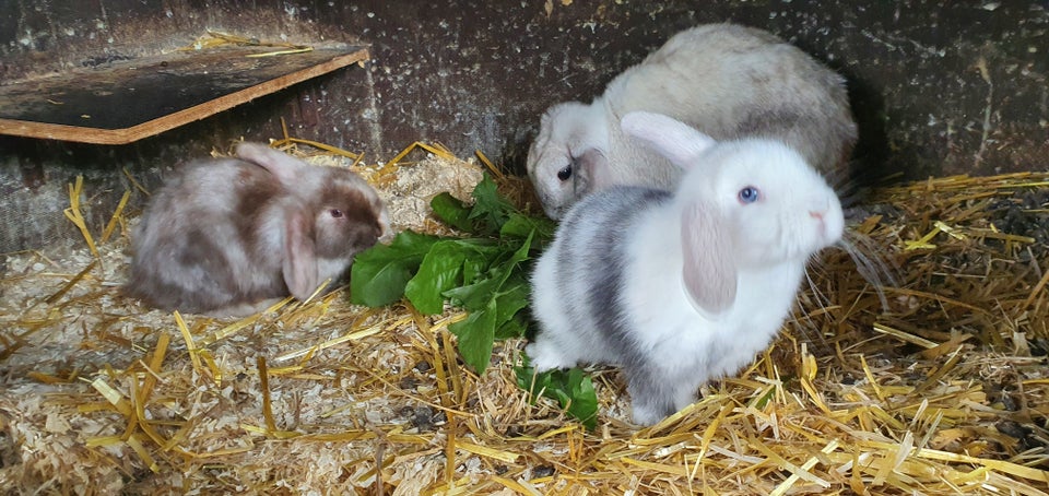 Kanin, Dværgkanin, 0 år