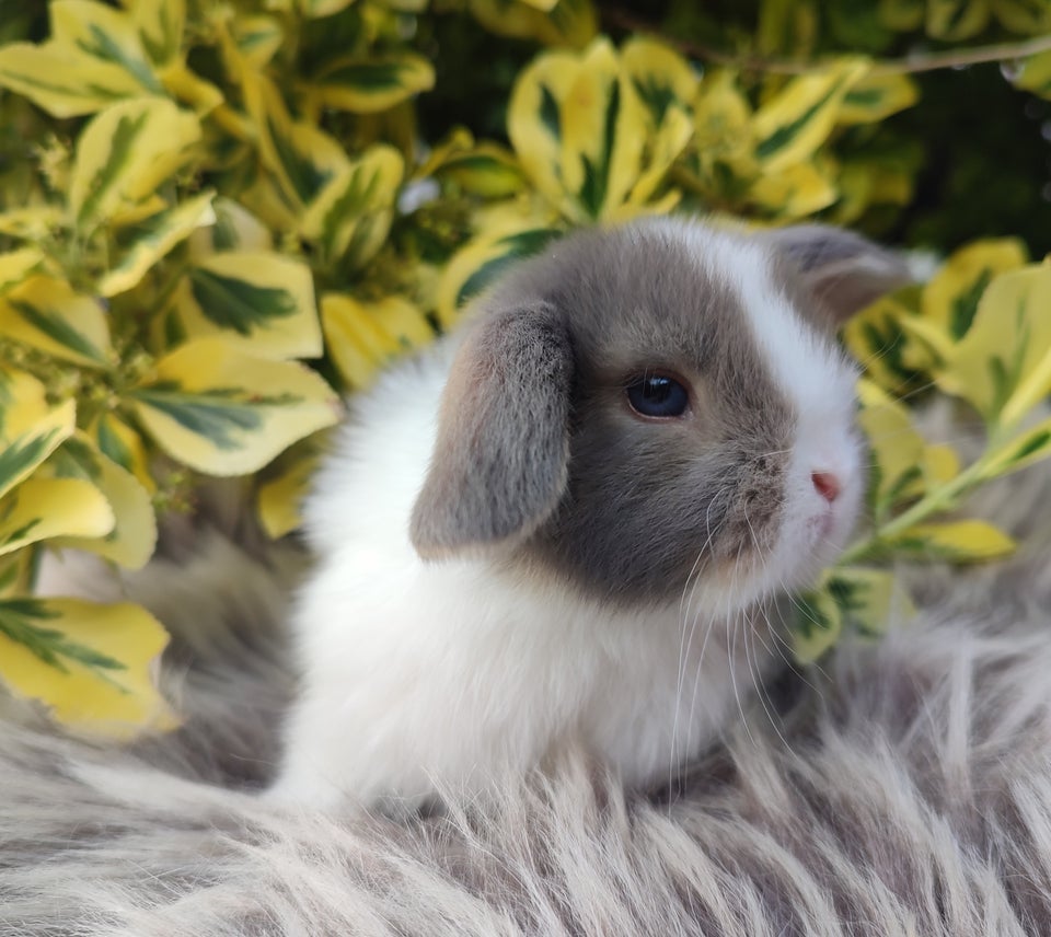 Kanin Minilop mini lop 0 år