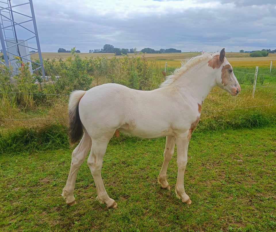 Irish Cob Crossbreed hingst 0 år