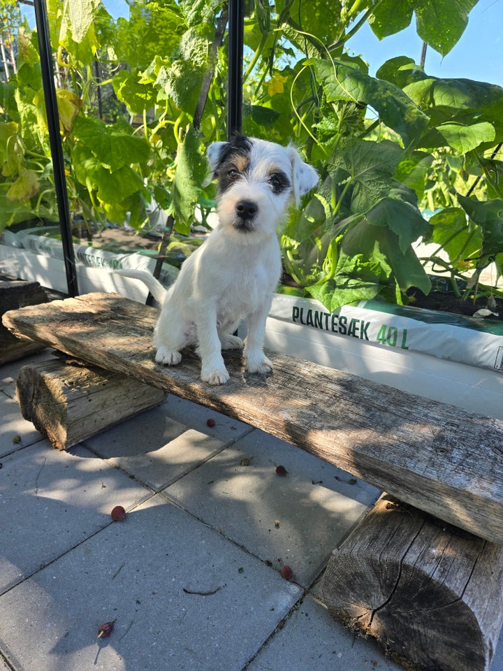 Parson russell terrier tæve