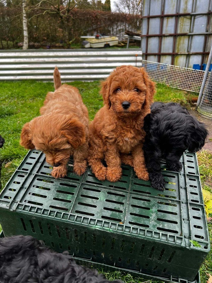 Cavapoo hvalpe 4 mdr