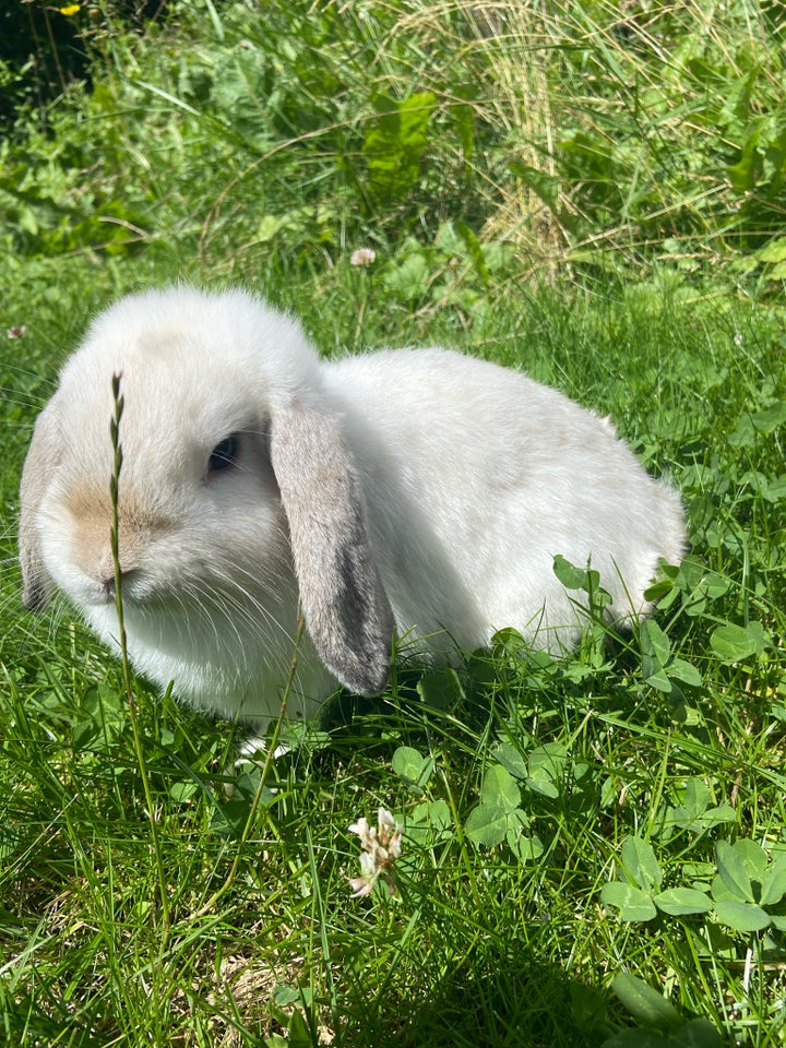 Kanin Mini Lop 0 år