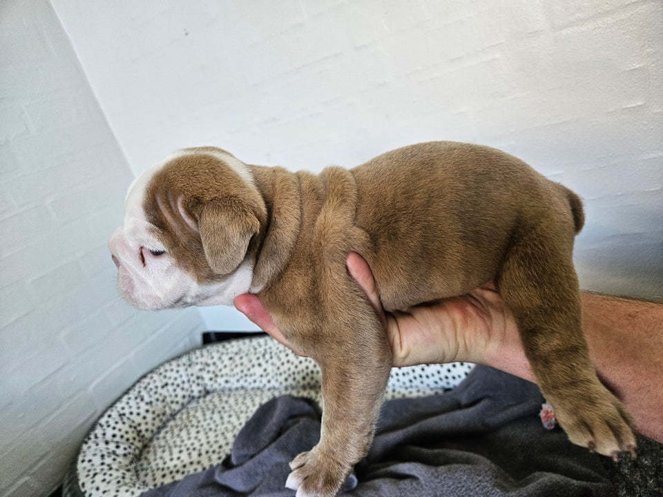 Old english bulldog hanhund