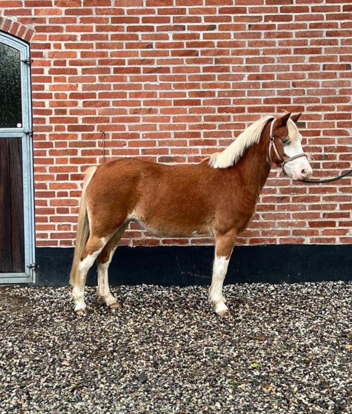 Welsh, hoppe, 6 år