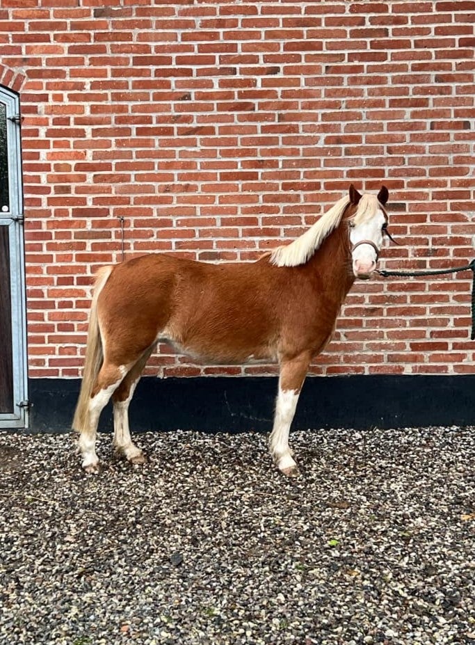 Welsh, hoppe, 6 år