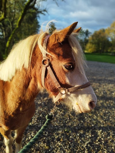 Welsh, hoppe, 6 år