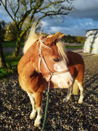 Welsh, hoppe, 6 år