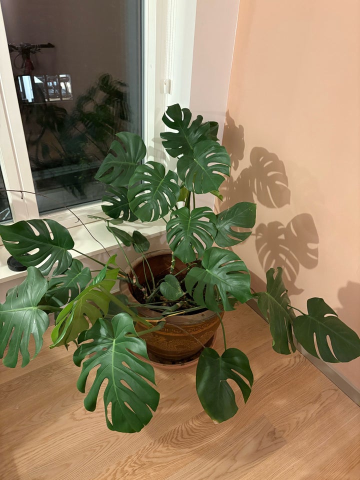 Monstera