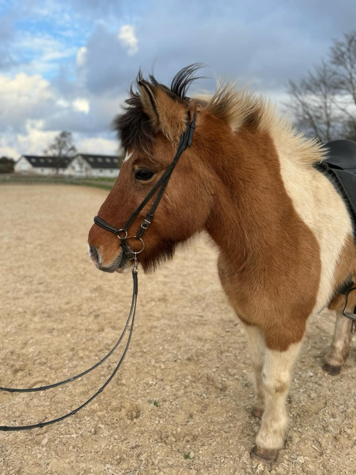 Islænder, hoppe, 13 år