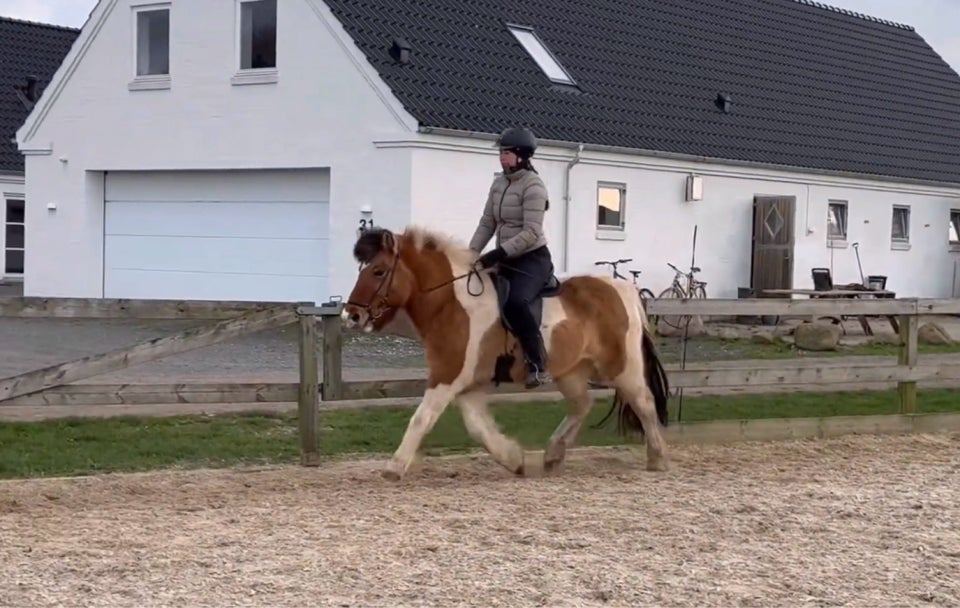 Islænder, hoppe, 13 år