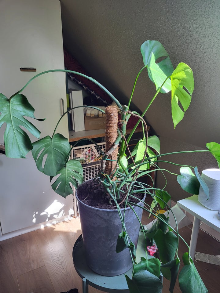 Stue plante monstera