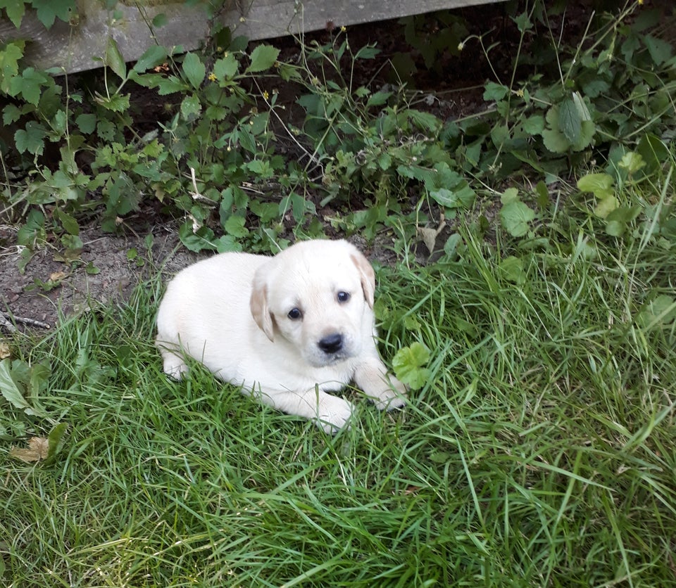 Gul Labrador/Golden Retriever