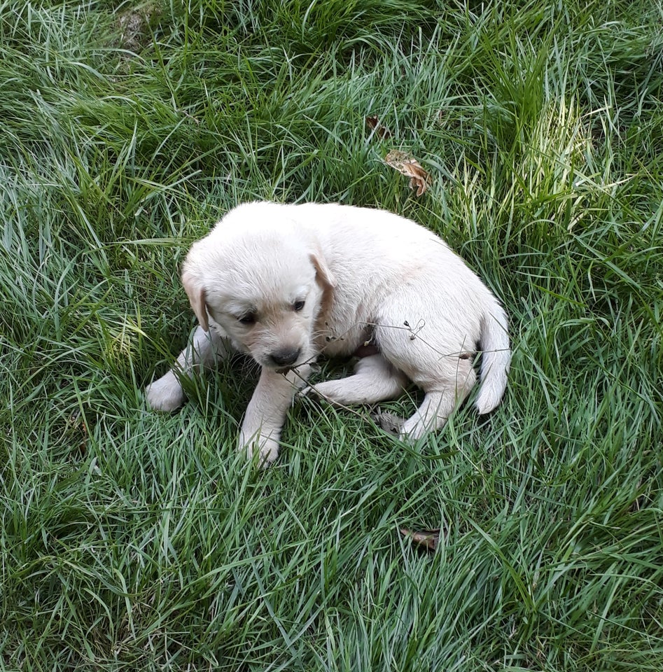 Gul Labrador/Golden Retriever