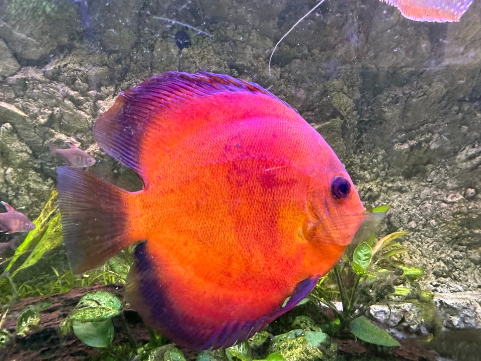 Discus