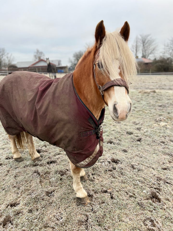 Irish Cob Crossbreed hoppe 18 år