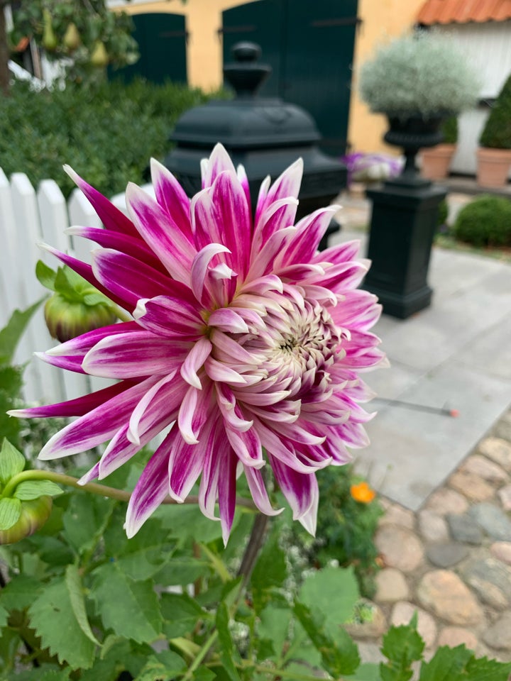 Dahlia