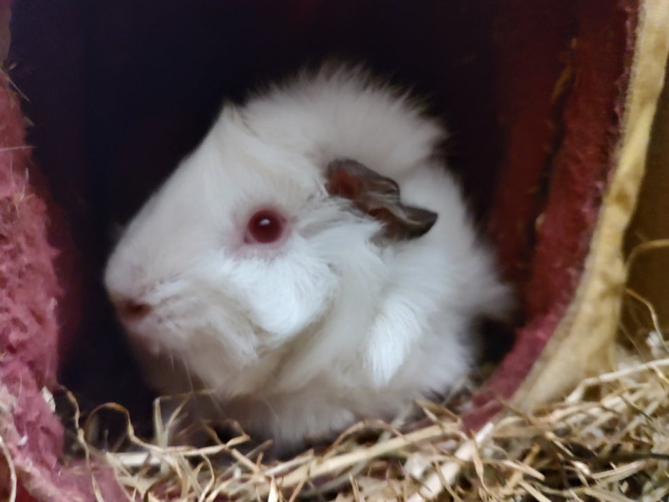 Marsvin, Himalaya rosette, 1 år