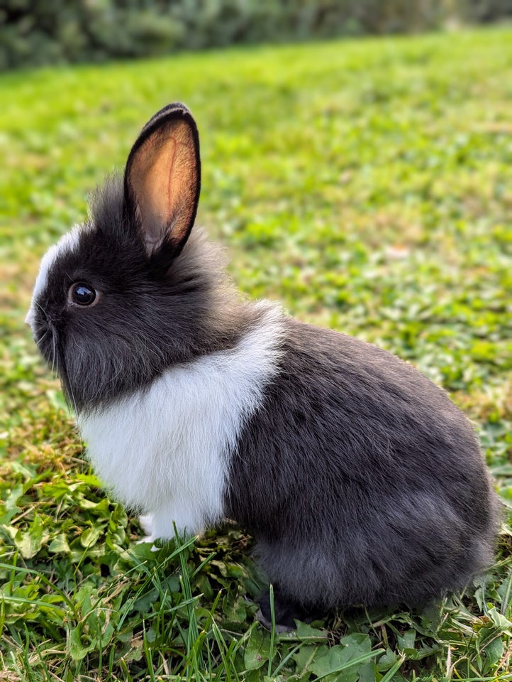 Kanin Unik blanding 0 år