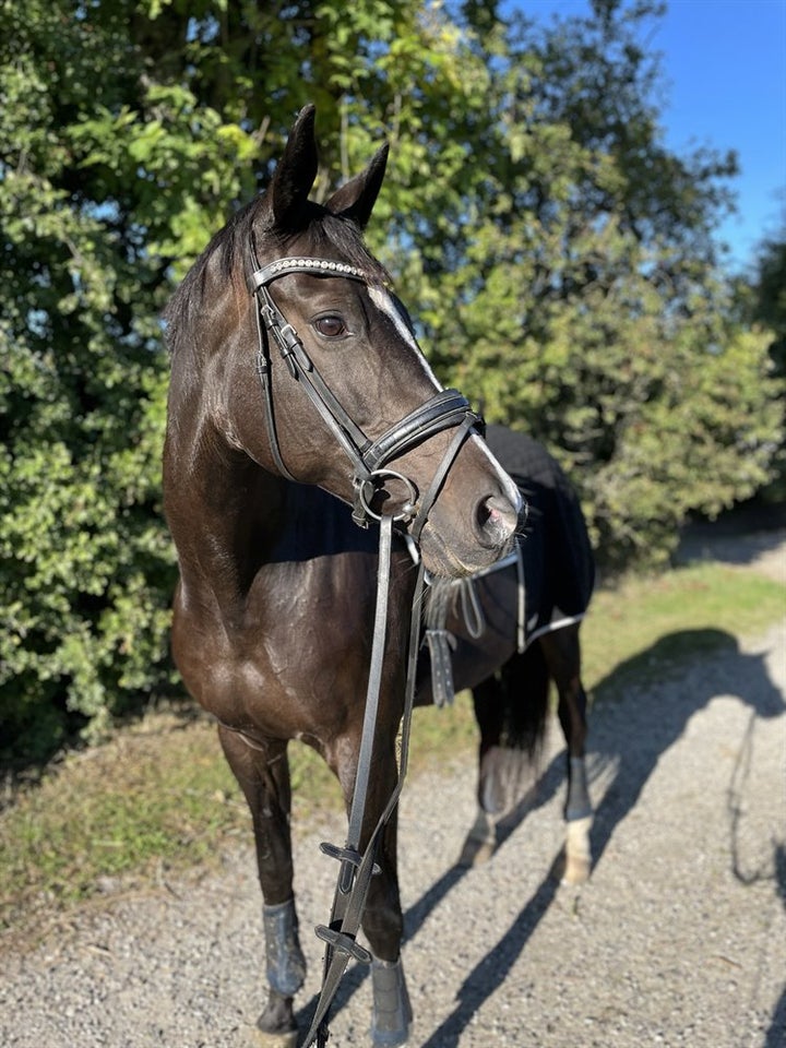 Trakehner, hoppe, 13 år