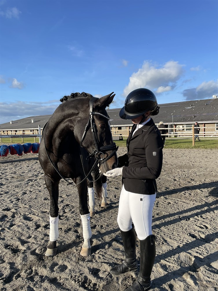 Trakehner, hoppe, 13 år