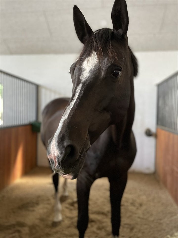 Trakehner, hoppe, 13 år