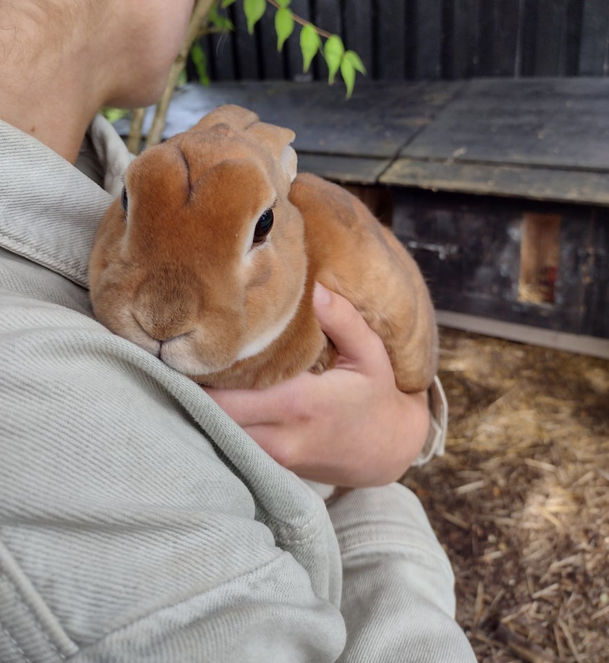 Kanin, Lille Rex, 3 år