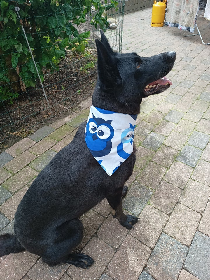 Hundebeklædning Bandana