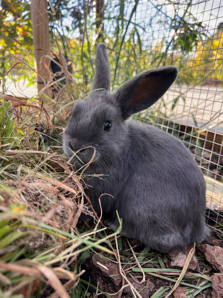 Kanin, Hermelin , 0 år