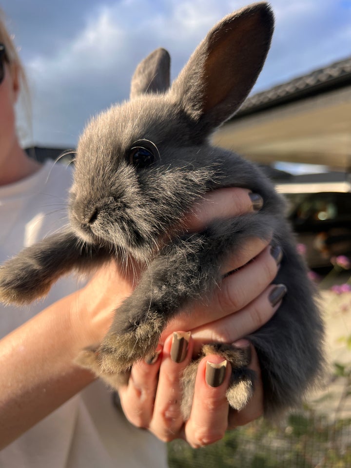 Kanin, Hermelin , 0 år