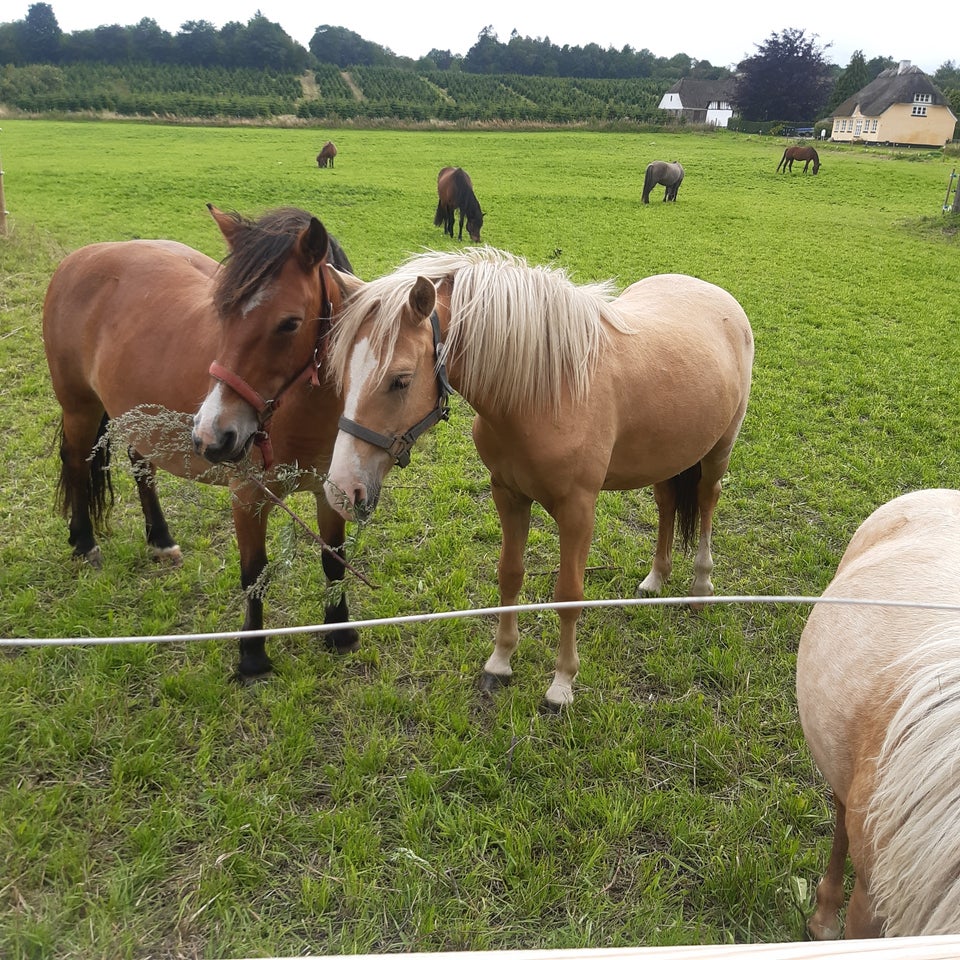 Welsh Partbreed, vallak, 2 år