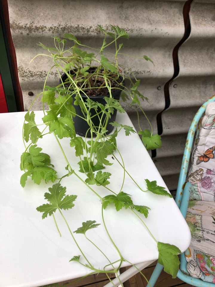 Indendørs plante Geranium