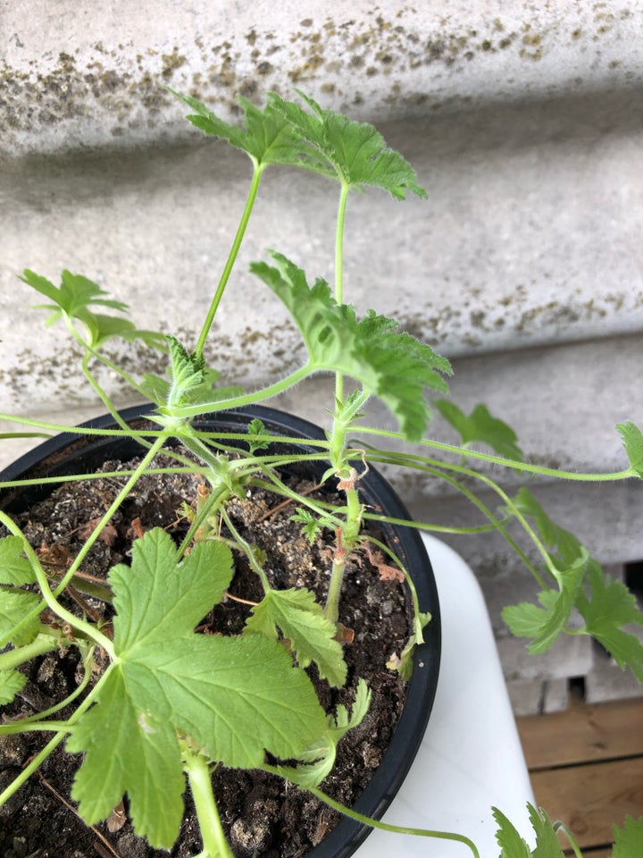 Indendørs plante Geranium