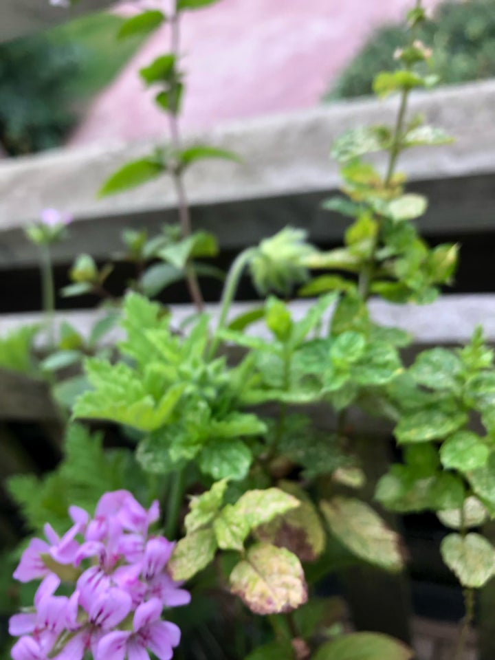 Indendørs plante Geranium