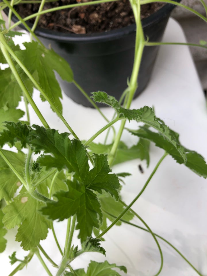 Indendørs plante Geranium