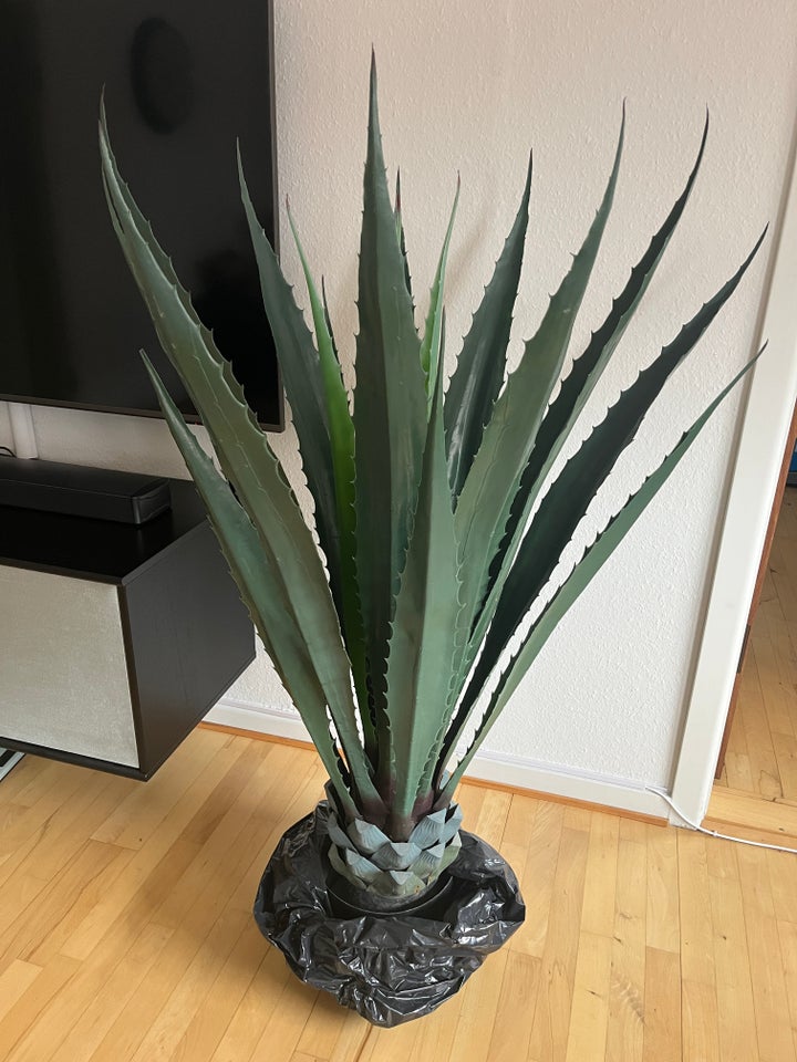 Aloe vera