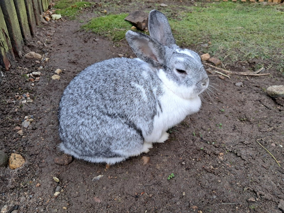 Kanin, vædder/dværgvædder, 2 år