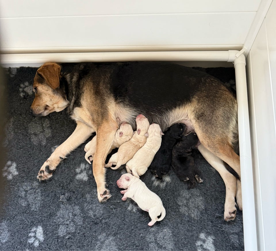 Golden retrievers/Labrador,