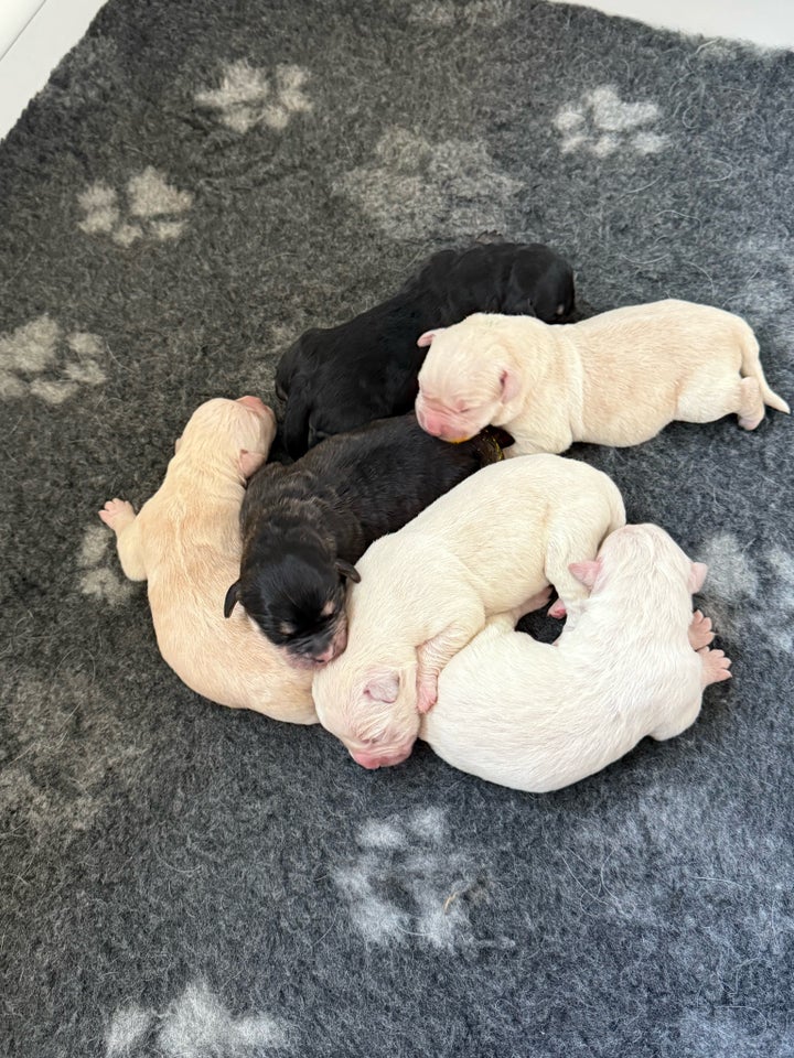 Golden retrievers/Labrador,