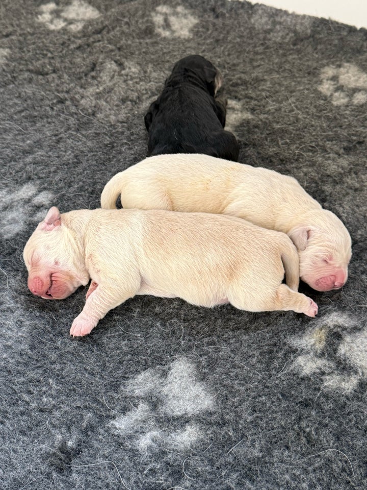 Golden retrievers/Labrador,