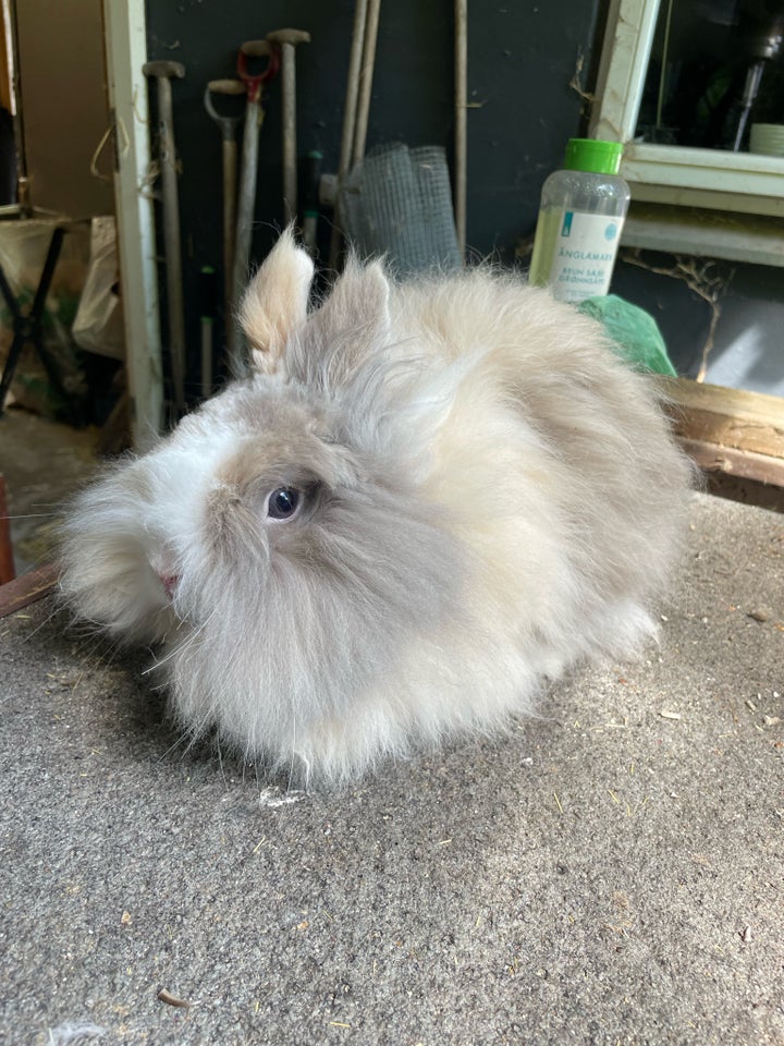 Kanin Dværg teddy 1 år