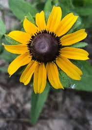 Stauder Håret solhat - Rudbekia