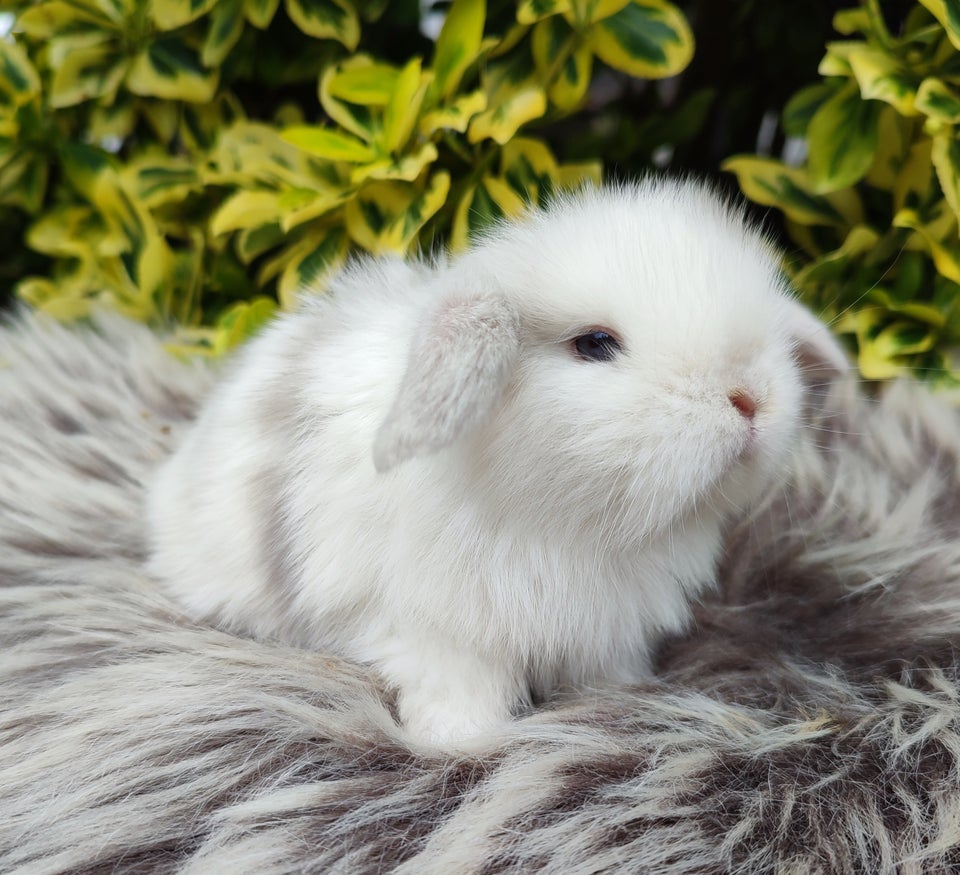 Kanin Minilop mini lop 0 år