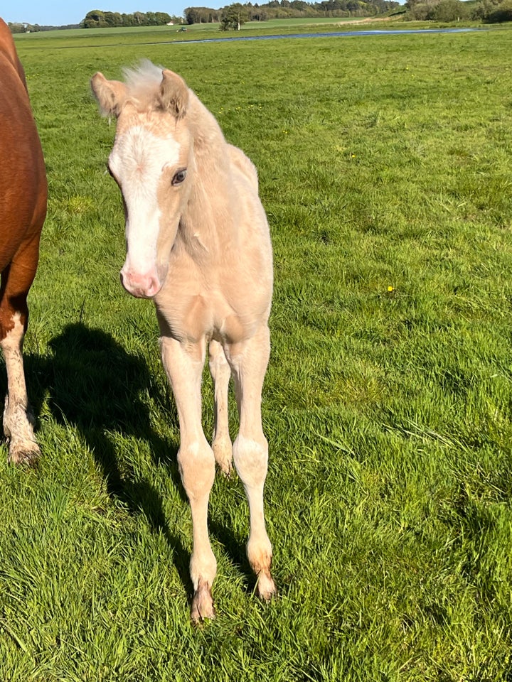 Palomino, hingst, 0 år