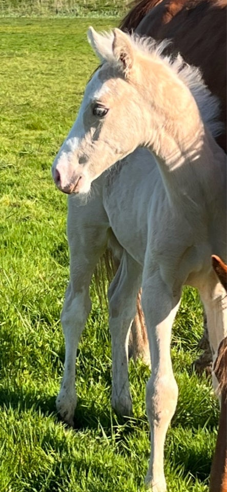 Palomino, hingst, 0 år