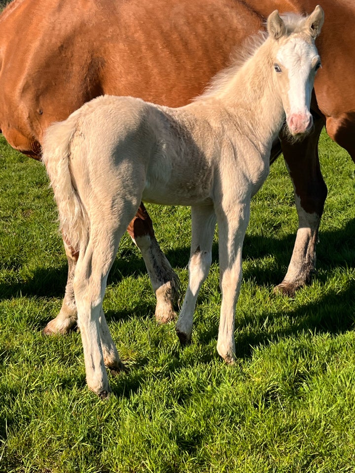 Palomino, hingst, 0 år