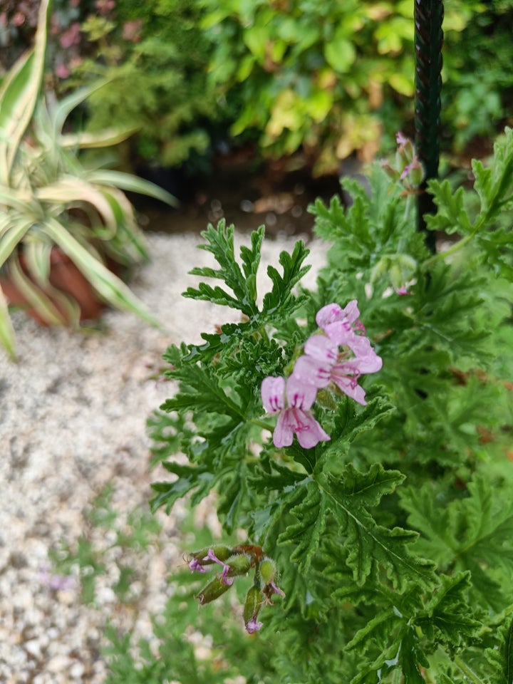 Duftende stueplante/udeplante