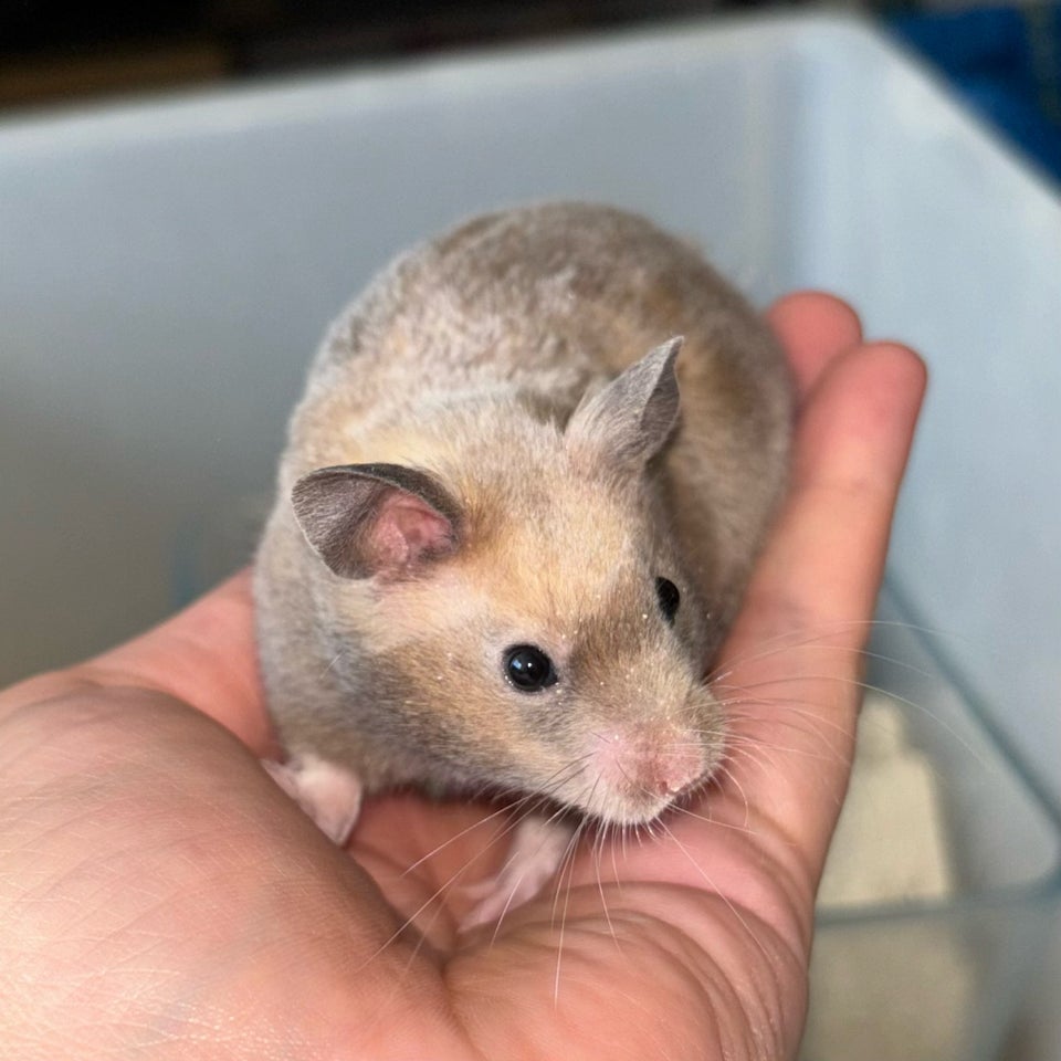 Hamster Guldhamster 0 år